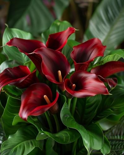 Seeds Ville Calla Lily Flower Bulbs Pack of 2