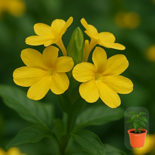 Seeds Ville Kanakambaram Crossandra Live Flowering Plant in Pot