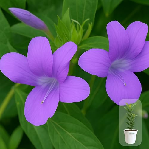 Seeds Ville Light Pink Barleria Cristata Live Plant 15 cm Pot