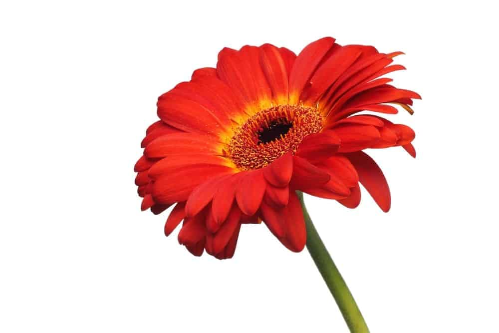 Gerbera Flower Seeds For Home Garden - 30 Seeds Eco Pack (Pink Gerbera Daisy Germini) - Seeds Ville