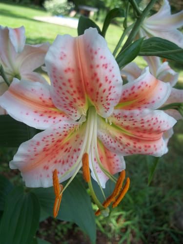 Seeds Ville Oriental Lily Double Flower Bulbs 2 Pack