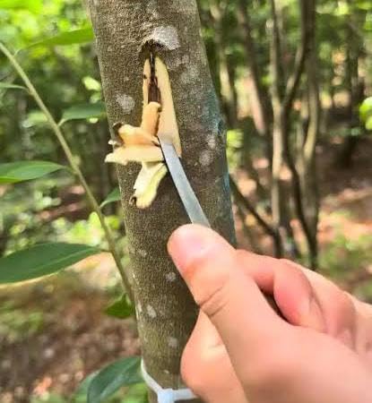 Seeds Ville Rare Agarwood Live Plant Fragrant Oud Tree 2-Pack