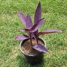 Seeds Ville Purple Heart Live Houseplant in 10 cm Pot