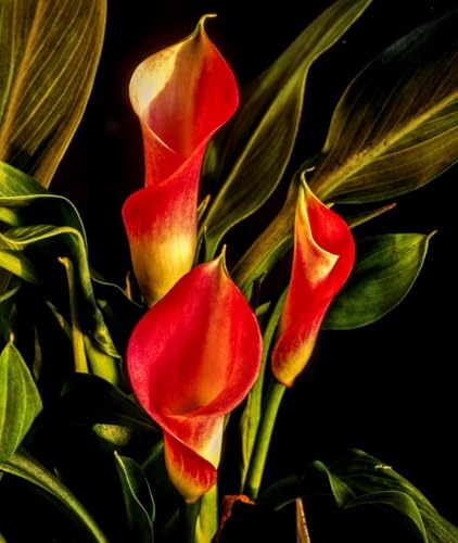 Seeds Ville Calla Lily Flower Bulbs Pack of 2