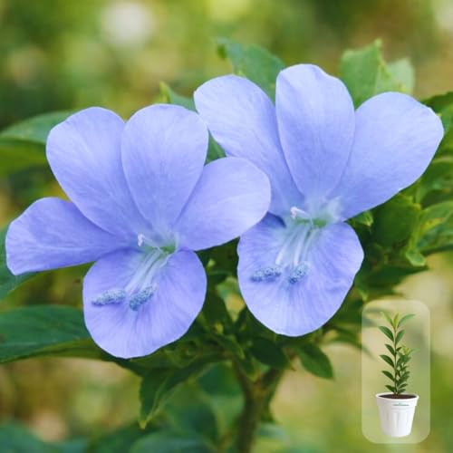 Seeds Ville Light Pink Barleria Cristata Live Plant 15 cm Pot