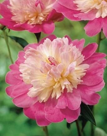 Seeds Ville Peony Flower Bulbs Outdoor Gardening Pack of 1