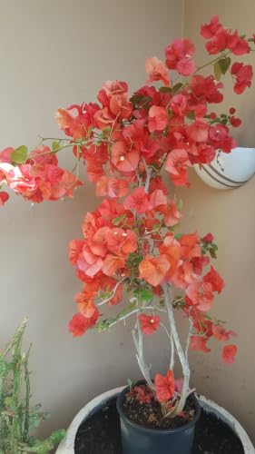 Seeds Ville Bougainvillea Live Flowering Plant Pack of 1