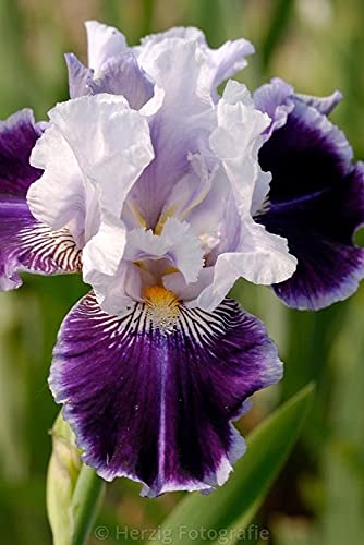 Seeds Ville Spanish Iris Flower Bulbs Multicolour Pack of 5