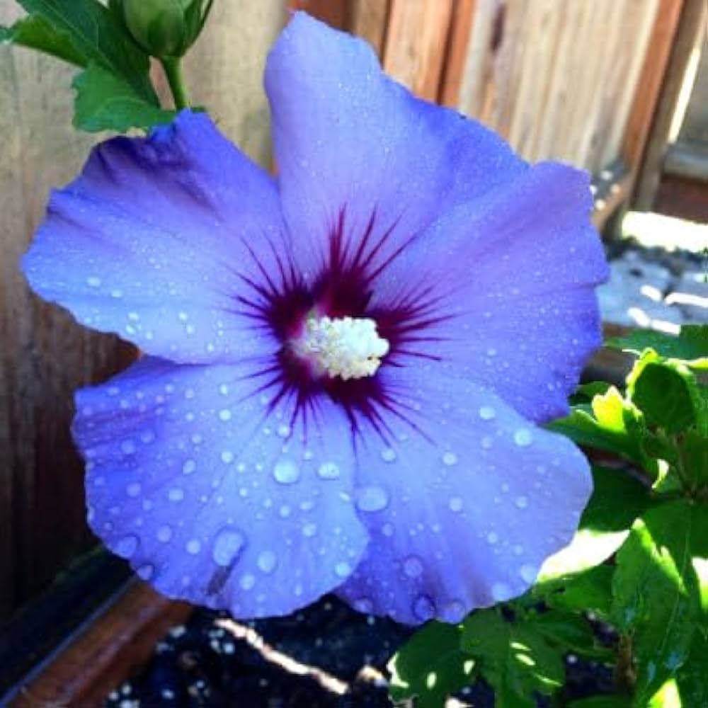 Seeds Ville Blue Hibiscus Live Plant – Organic Flowering Shrub with Exotic Blue Blooms, Lush Green Foliage, Easy-Care Outdoor Ornamental Plant – Pack of 1 - Seeds Ville
