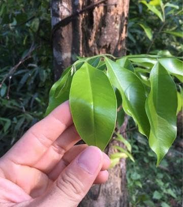 Seeds Ville Rare Agarwood Live Plant Fragrant Oud Tree 2-Pack