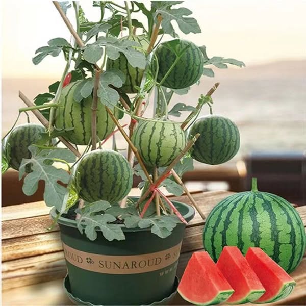 Sweet Juicy Potted Watermelon Seeds for Easy Home Container Gardening