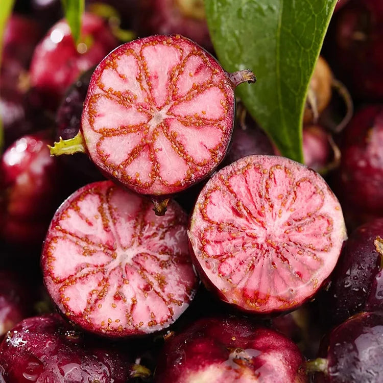 Premium Red Berry Ginseng Seeds: Easy-Grow Spider Fruit, Nutrient-Rich Garden Delight