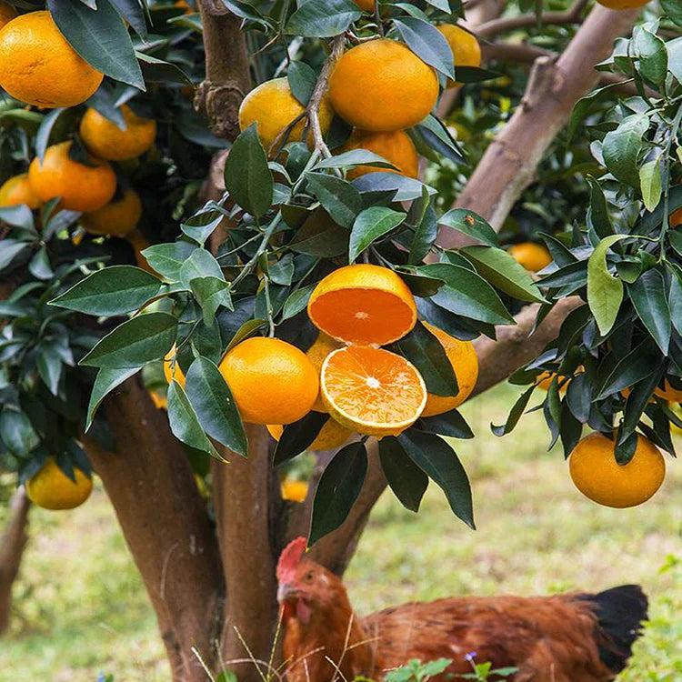 Organic Jelly Orange Seeds - Grow Your Own Sweet, Vibrant Citrus Fruit at Home