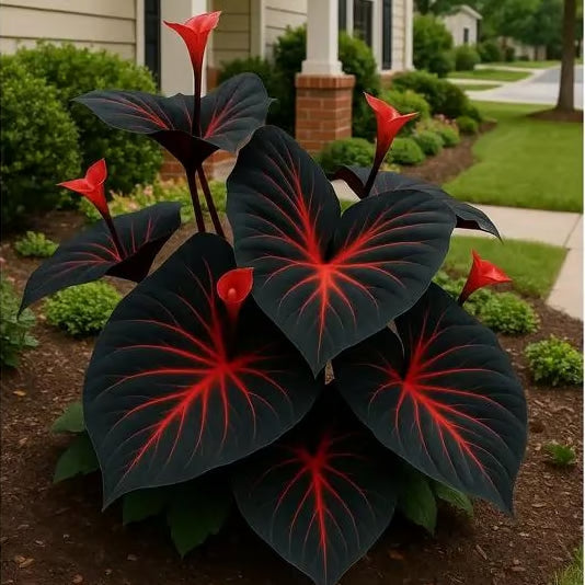 Black Hosta Seeds: Grow Lush Dark Foliage, Free Organic Pot Mix