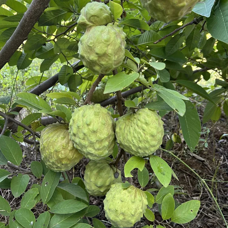 Premium Tropical Sugar Apple Seeds: Grow Delicious Sweetsop Custard Fruit at Home