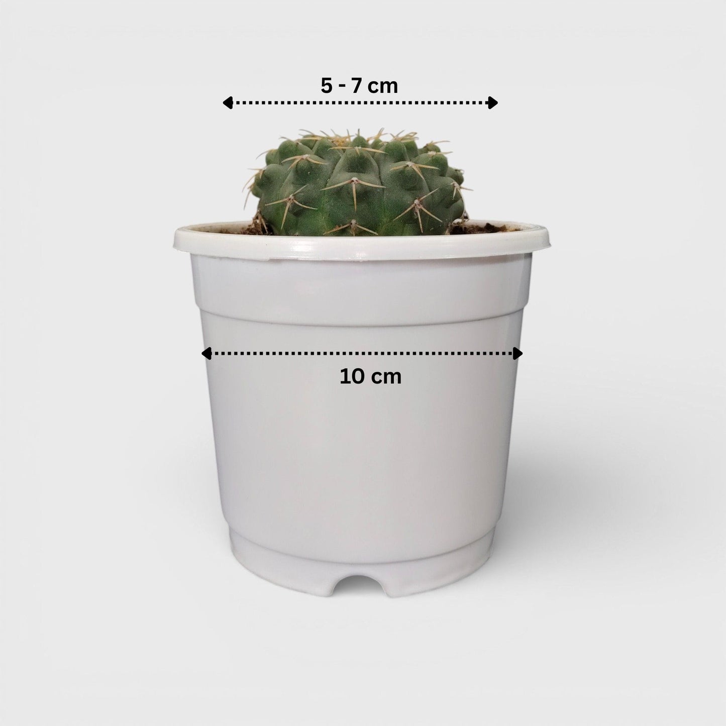 Gymnocalycium Quehlianum Hybrid Well Rooted Flowering Cactus 7-10cm