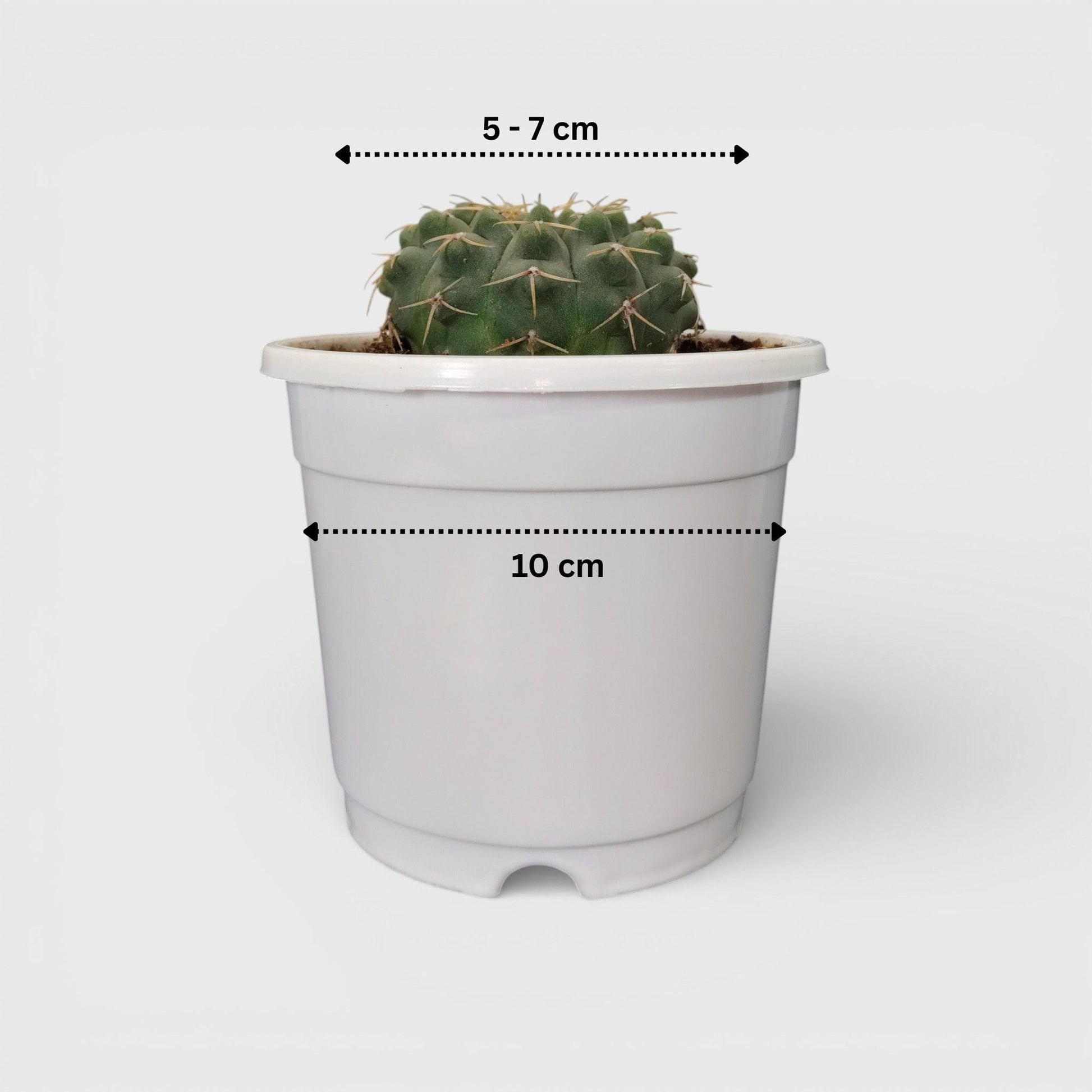 Gymnocalycium Quehlianum Hybrid Well Rooted Flowering Cactus 7-10cm