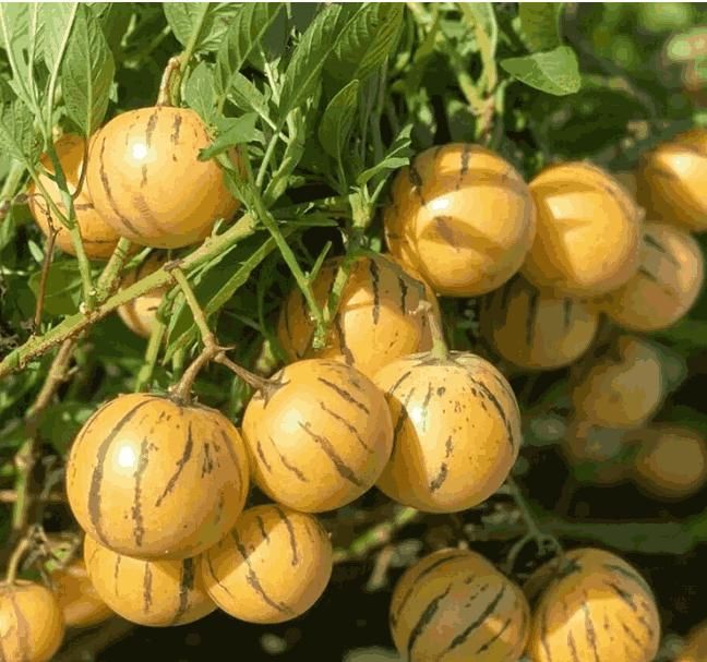 Premium Ginseng Fruit Seeds for Home Gardening - Grow Exotic Healthy Fruits