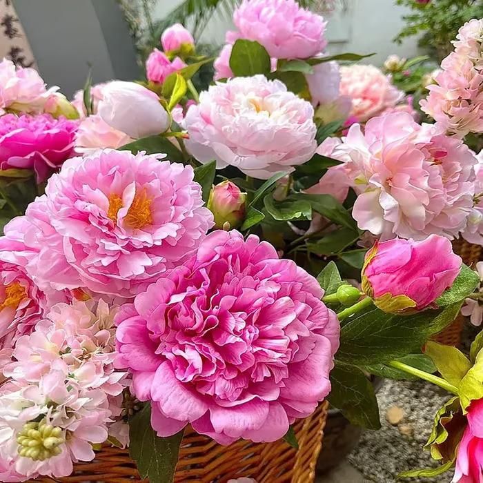Exquisite Peony Flower Seeds: Grow Vibrant, Fragrant Blooms for a Stunning Garden Display