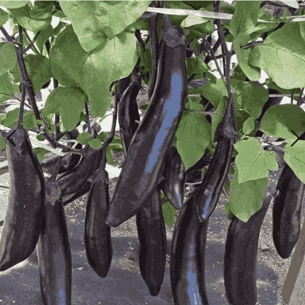 Premium Giant Long Slender Eggplant Seeds for Abundant Home Garden Harvests