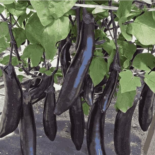 Premium Giant Long Slender Eggplant Seeds for Abundant Home Garden Harvests