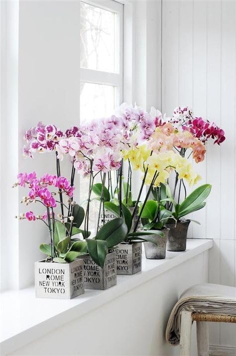 Seeds Ville Assorted Orchid Live Plants Pack of 4