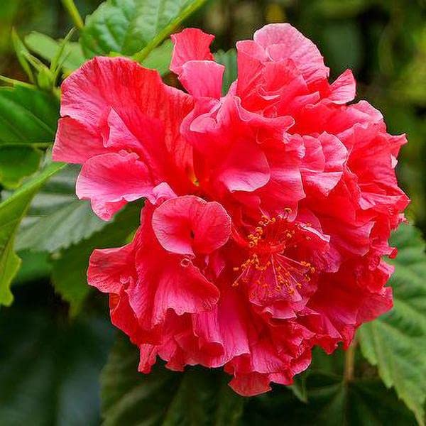 Seeds Ville Hybrid Hibiscus Flower Plant 4 Varieties Pack
