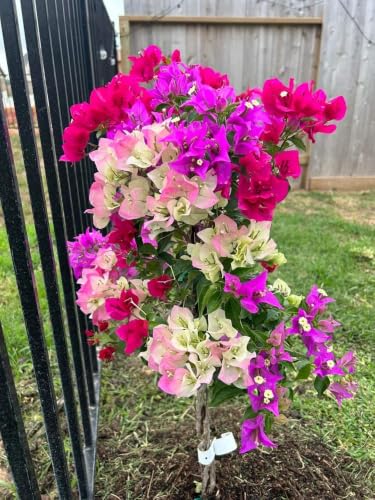 Seeds Ville Bougainvillea Live Flowering Plant Pack of 1