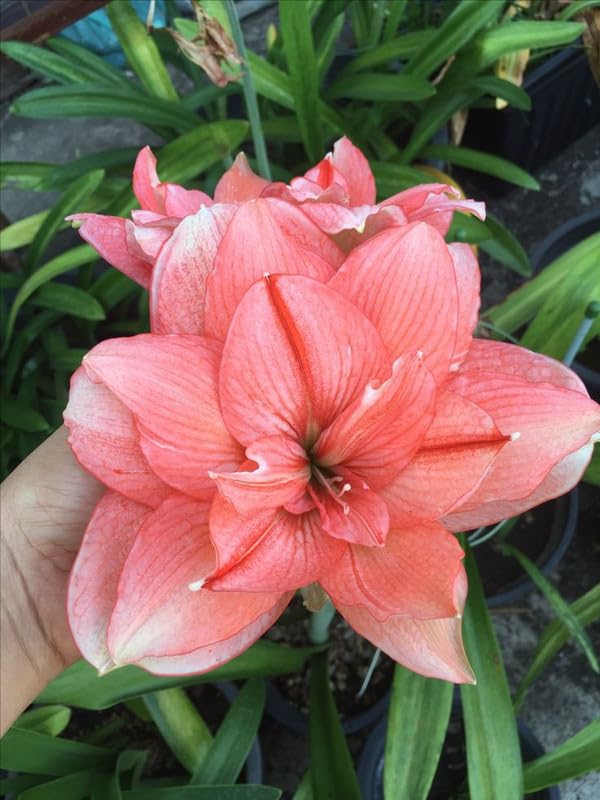 Seeds Ville Amaryllis Hippeastrum Imported Flower Bulbs Multicolour