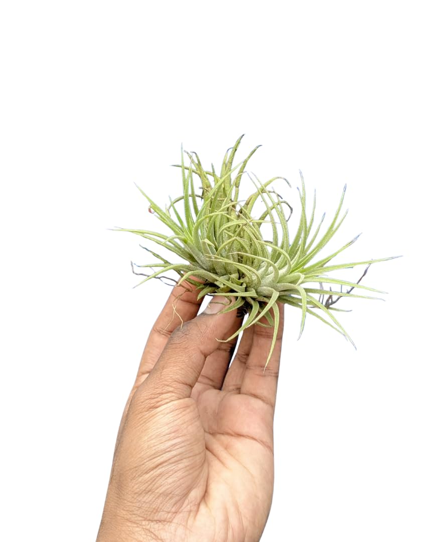 Seeds Ville Tillandsia Ionantha Mexico Air Plant Hardy Indoor Outdoor