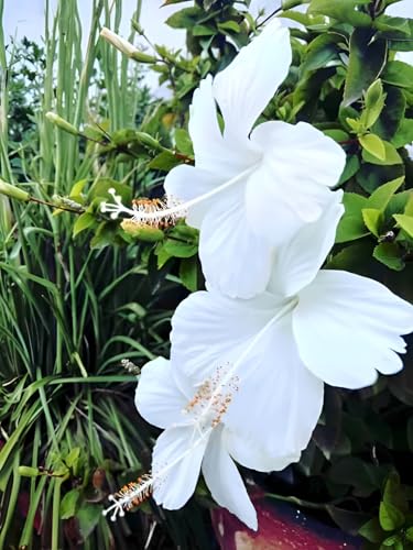 Seeds Ville Live Flowering Plant Pack of 1