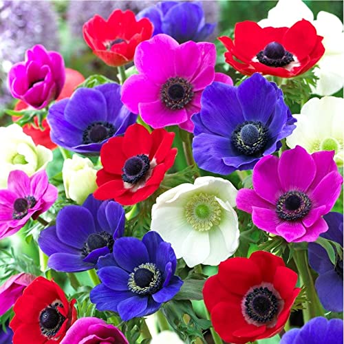 Seeds Ville Anemone Mix Flower Bulbs Pack of 2 BLLB0X809