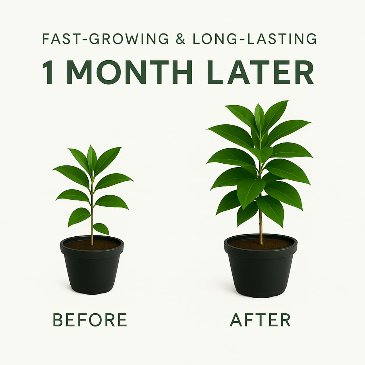 Indian gardens - Nanthiyavattai | Nerium Jasmine | Crape jasmine | Pinwheel Flower | Outdoor Live plants (Moon, 6 Inch White)