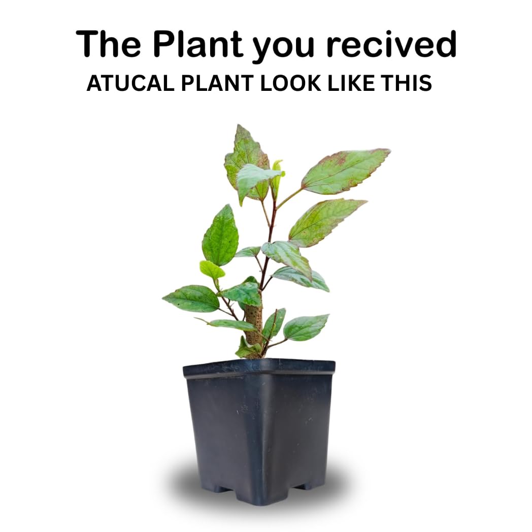 SA CART LIVE Zamioculcas Raven/Black ZZ Plant (Zamioculcas zamiifolia) - Live Plant For Indoor (Home & Garden) With Pot)