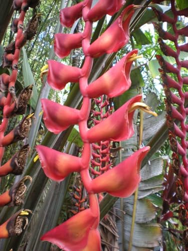 Seeds Ville Heliconia Imported Flower Bulbs Pack of 2
