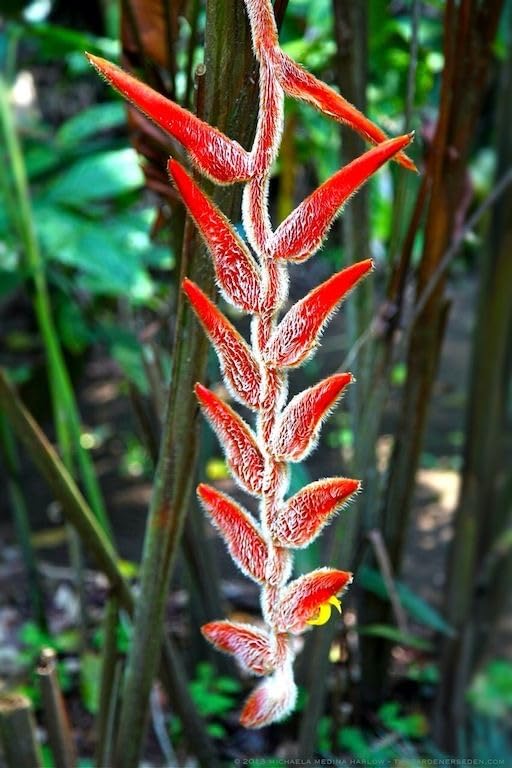 Seeds Ville Heliconia Imported Flower Bulbs Pack of 2