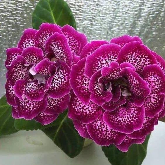 Seeds Ville Kaiser Wilhelm Gloxinia Flower Bulbs Pack of 5
