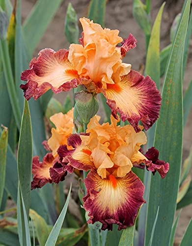 Seeds Ville Spanish Iris Flower Bulbs Multicolour Pack of 5