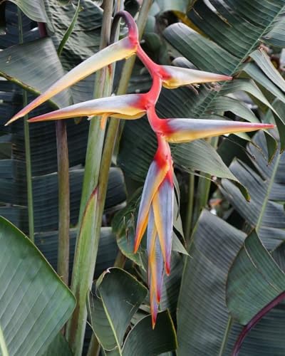 Seeds Ville Heliconia Imported Flower Bulbs Pack of 2