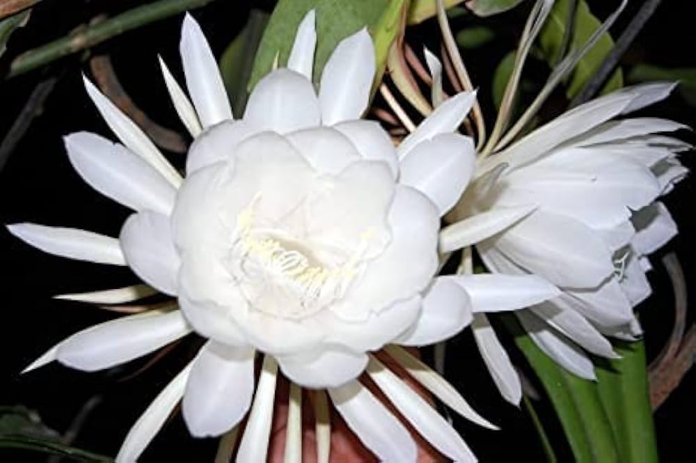Earth Hopper 50+ Seeds- Auspicious Flower Brahma Kamal Flower Seeds For Home Garden- All Season Flower Seeds- (Mix Colour)