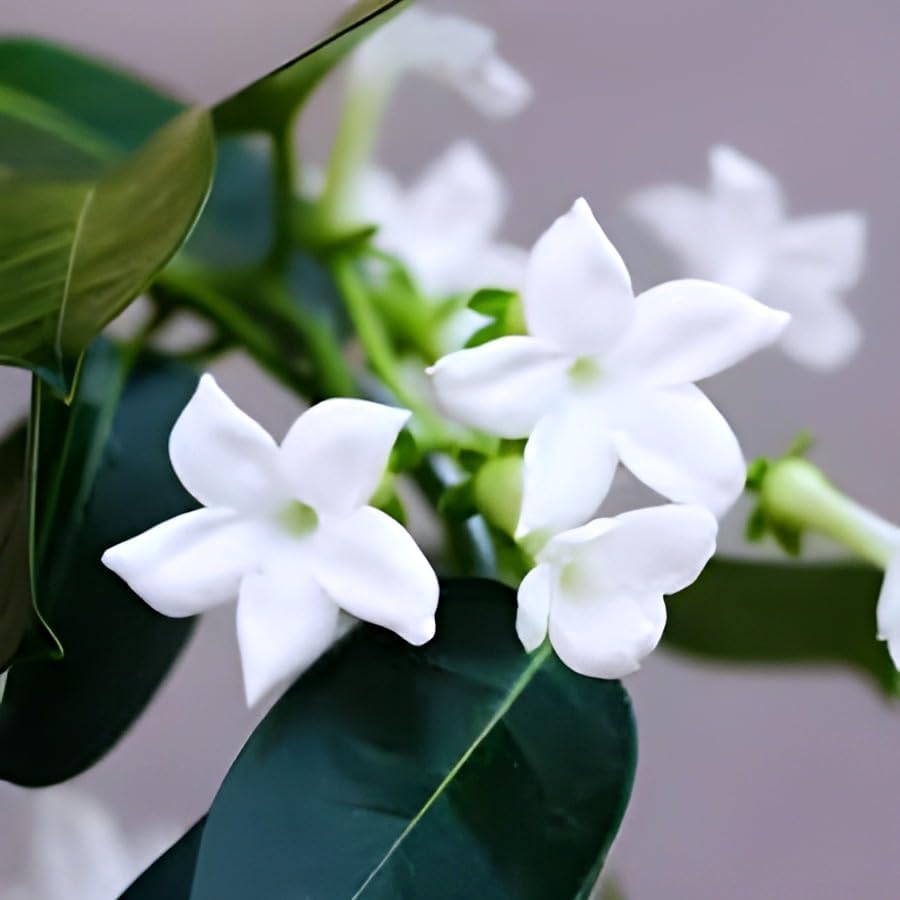 Seeds Ville Live Flowering Plant Pack of 1
