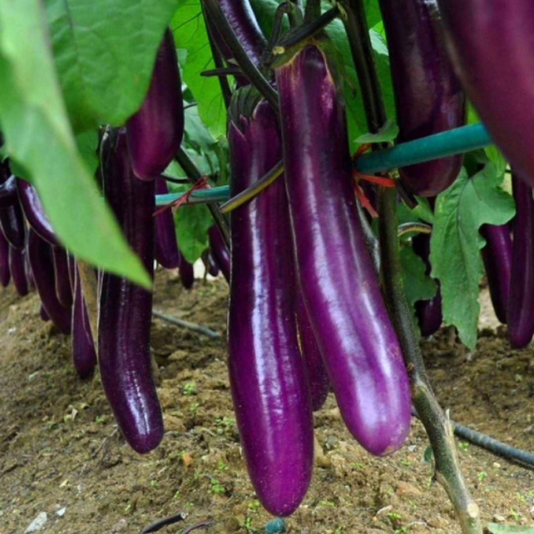 Premium Giant Long Slender Eggplant Seeds for Abundant Home Garden Harvests