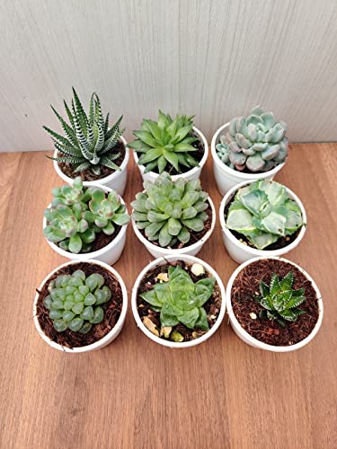 Seeds Ville Assorted Indoor Succulent Plants, Low Maintenance, 25 Pack