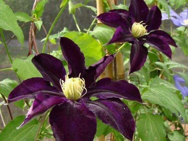 Seeds Ville Clematis Rhizome Bulb Fast Growing Flowering Vine