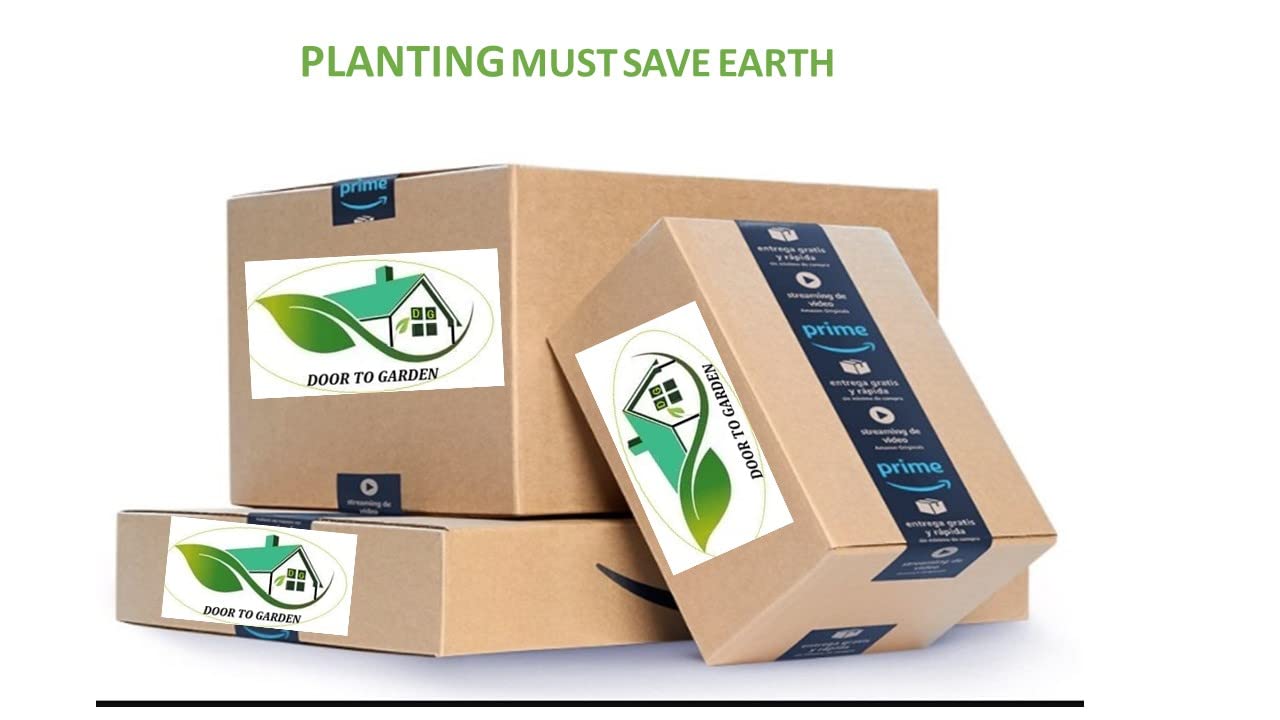 Live Badi Elaichi (Cardamom) Plant | Healthy & Rooted | Grown in India | Ideal for Home Garden, Balcony | Fragrant Organic & Low Maintenance | Pack of 1 | Eco-Friendly|