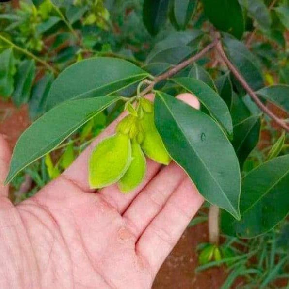 Seeds Ville Rare Agarwood Live Plant Fragrant Oud Tree 2-Pack