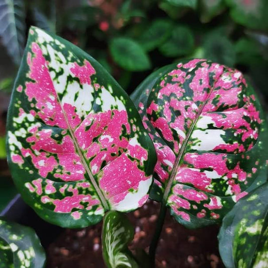 Seeds Ville Aglaonema Tricolour Live Plant in Pot Indoor Decor