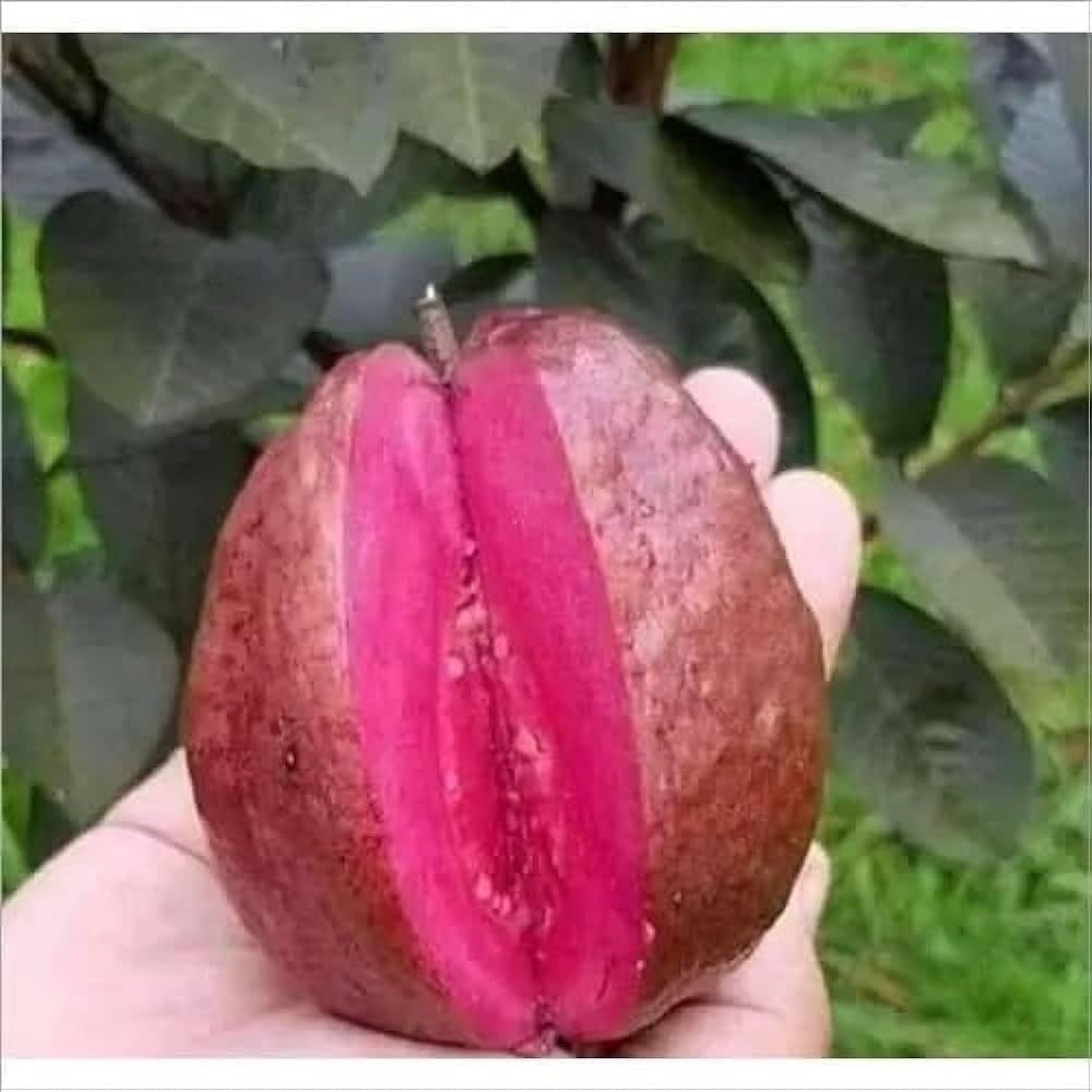 Seeds Ville Indonesian Black Diamond Guava Fruit Plant