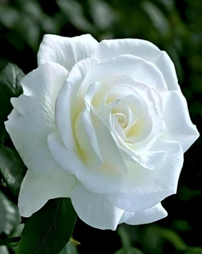 All season"White Rose" GRAFTED Climbing Hybrid Double Petal 1 Healthy Flowering Live plant for Home Garden tree Plant Height 1 feet in Nursery Grow Bag - Seeds Ville