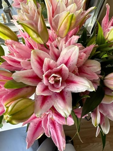 Seeds Ville Oriental Lily Double Flower Bulbs 2 Pack